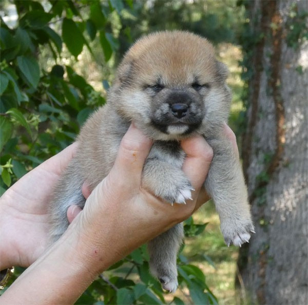 de dame nature - Chiots disponibles - Shiba