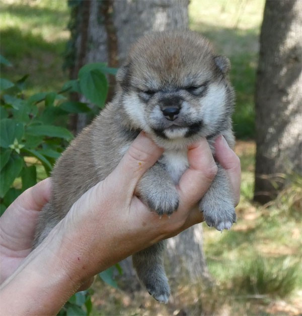 de dame nature - Chiots disponibles - Shiba