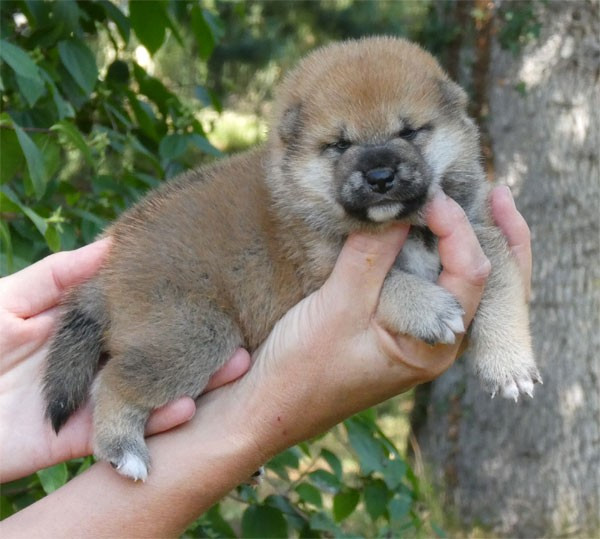 Chiot Shiba de dame nature