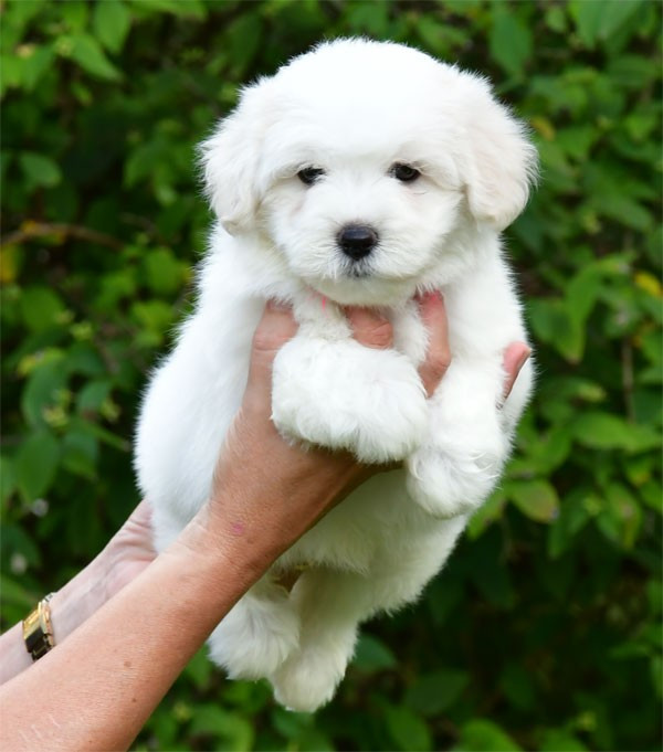 de dame nature - Chiots disponibles - Coton de Tulear