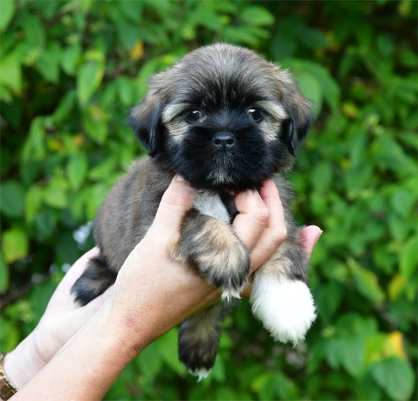 de dame nature - Chiots disponibles - Lhassa Apso