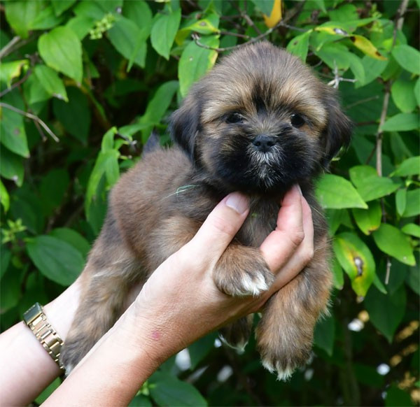 de dame nature - Chiots disponibles - Lhassa Apso