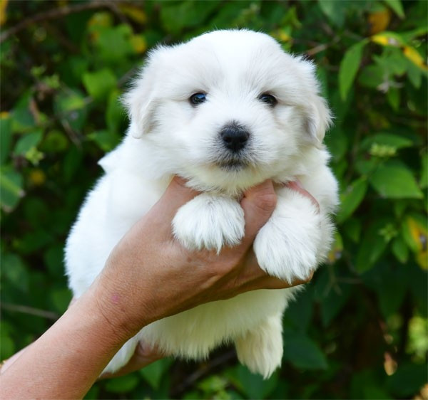 de dame nature - Chiots disponibles - Coton de Tulear