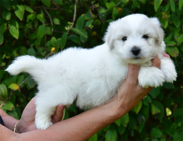 Chiot Coton de Tulear de dame nature
