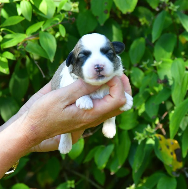 de dame nature - Chiots disponibles - Coton de Tulear