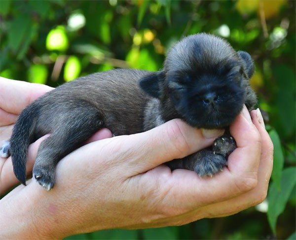 de dame nature - Chiots disponibles - Epagneul tibetain