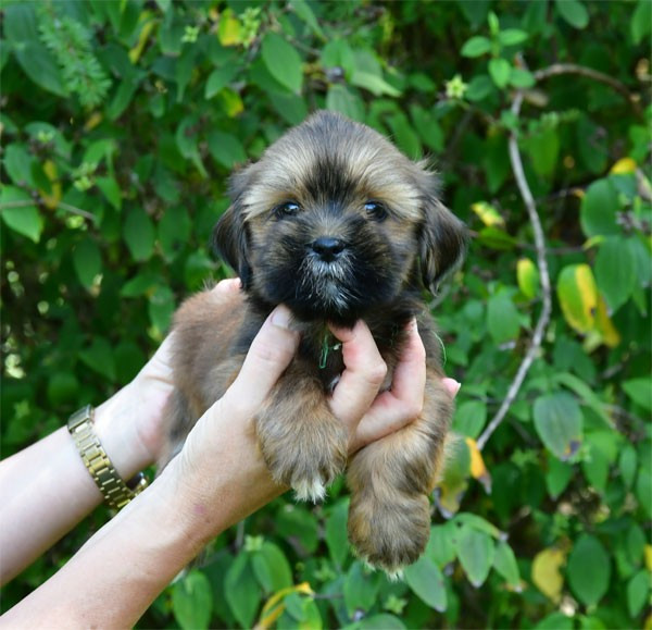 de dame nature - Chiots disponibles - Lhassa Apso