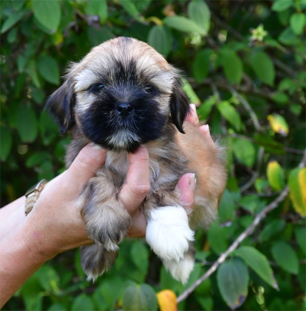 de dame nature - Chiots disponibles - Lhassa Apso