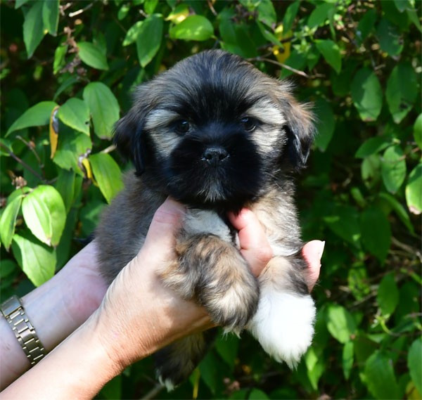de dame nature - Chiots disponibles - Lhassa Apso