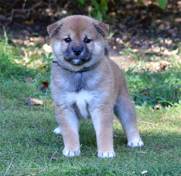 Chiot Shiba de dame nature