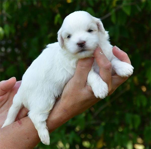 de dame nature - Chiots disponibles - Coton de Tulear