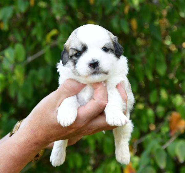 de dame nature - Chiots disponibles - Coton de Tulear