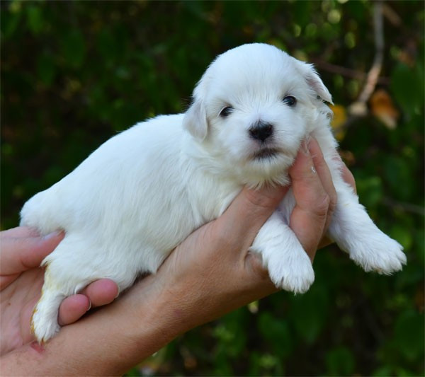 de dame nature - Chiots disponibles - Coton de Tulear