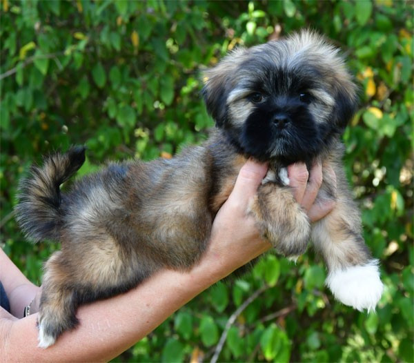 de dame nature - Chiots disponibles - Lhassa Apso