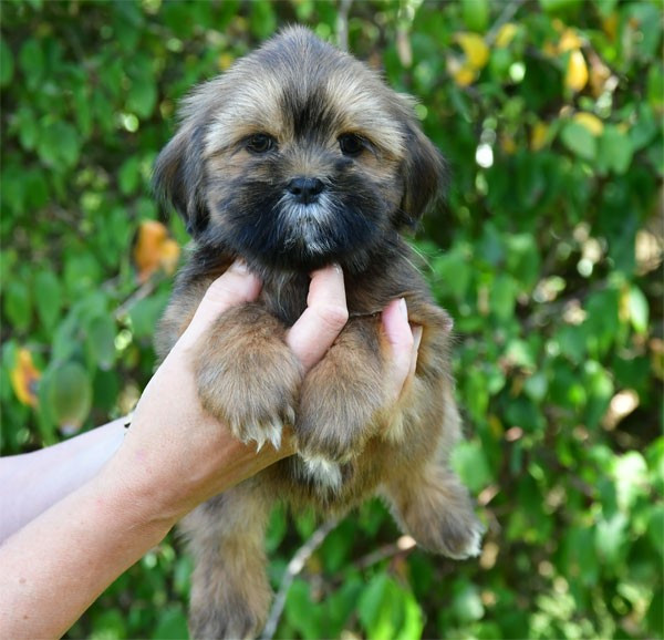 de dame nature - Chiots disponibles - Lhassa Apso