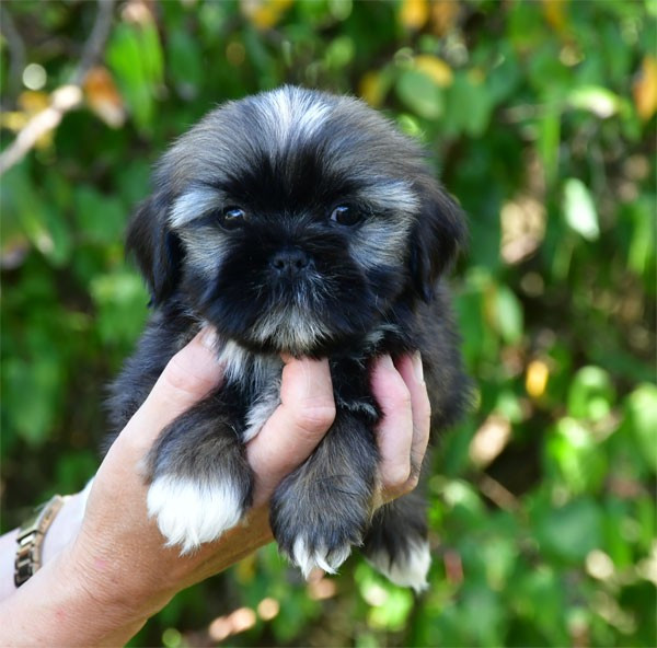 de dame nature - Chiots disponibles - Lhassa Apso