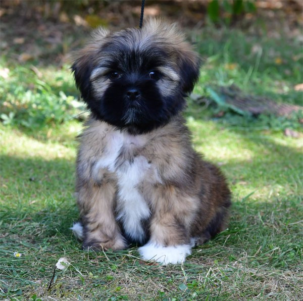 Chiot Lhassa Apso de dame nature