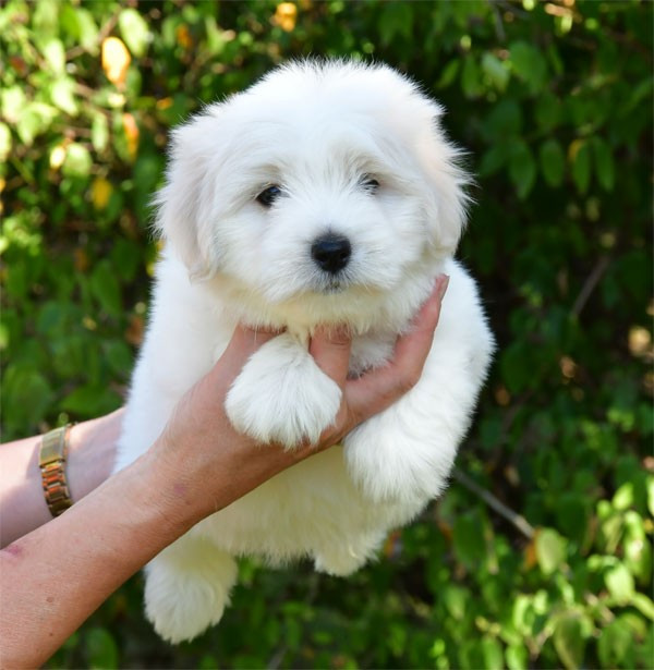 de dame nature - Chiots disponibles - Coton de Tulear