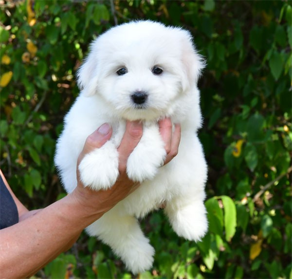 de dame nature - Chiots disponibles - Coton de Tulear