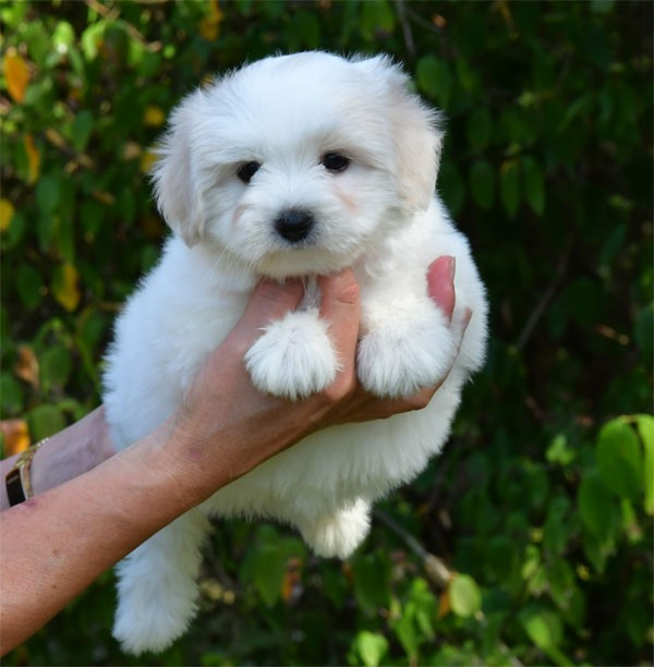 de dame nature - Chiots disponibles - Coton de Tulear