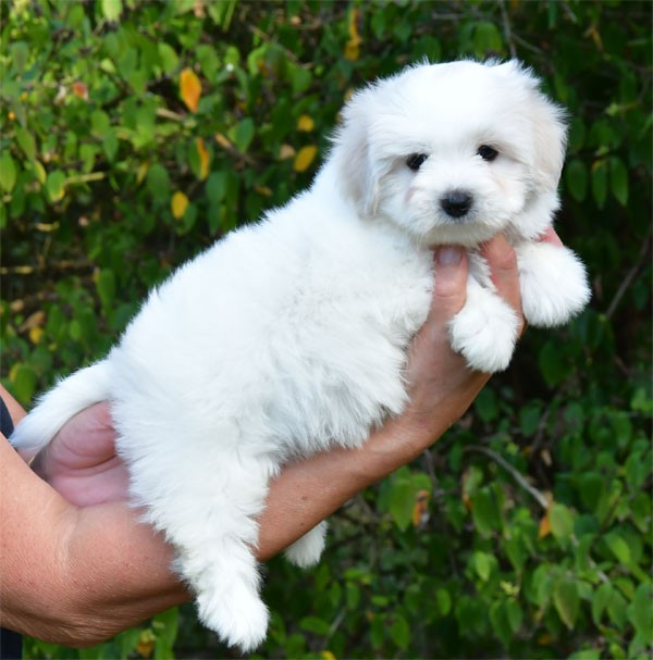 de dame nature - Coton de Tulear - Portée née le 29/07/2026