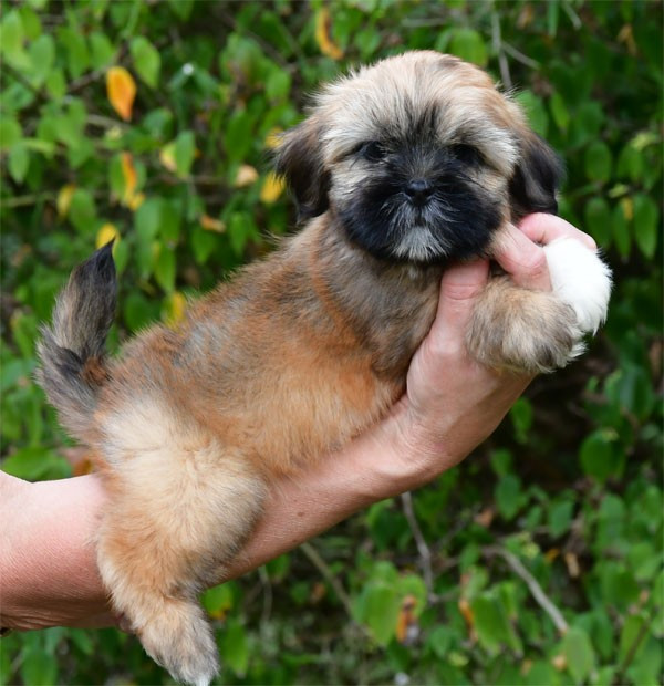 de dame nature - Chiots disponibles - Lhassa Apso