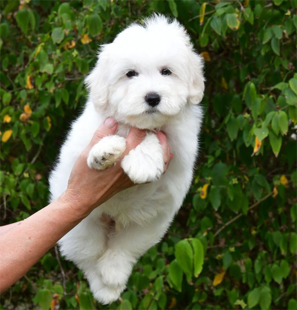 de dame nature - Chiots disponibles - Coton de Tulear