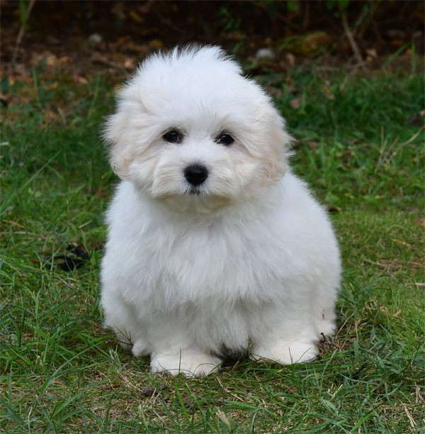 de dame nature - Chiots disponibles - Coton de Tulear