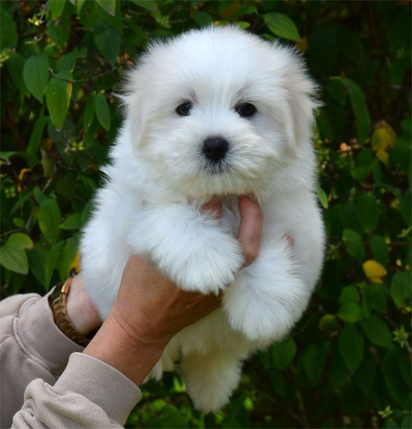 de dame nature - Chiots disponibles - Coton de Tulear