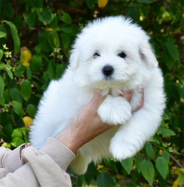 de dame nature - Chiots disponibles - Coton de Tulear