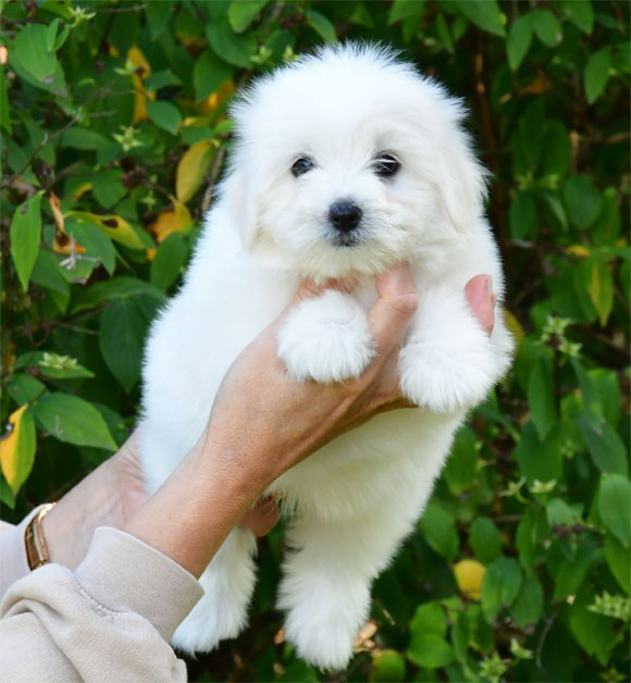 de dame nature - Chiots disponibles - Coton de Tulear