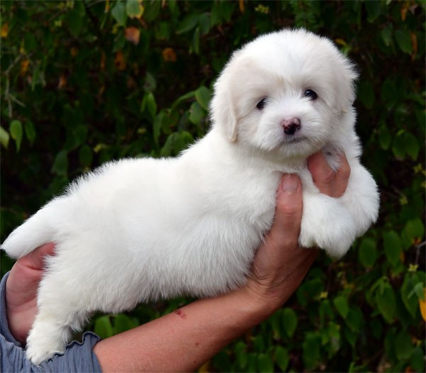 de dame nature - Chiots disponibles - Coton de Tulear