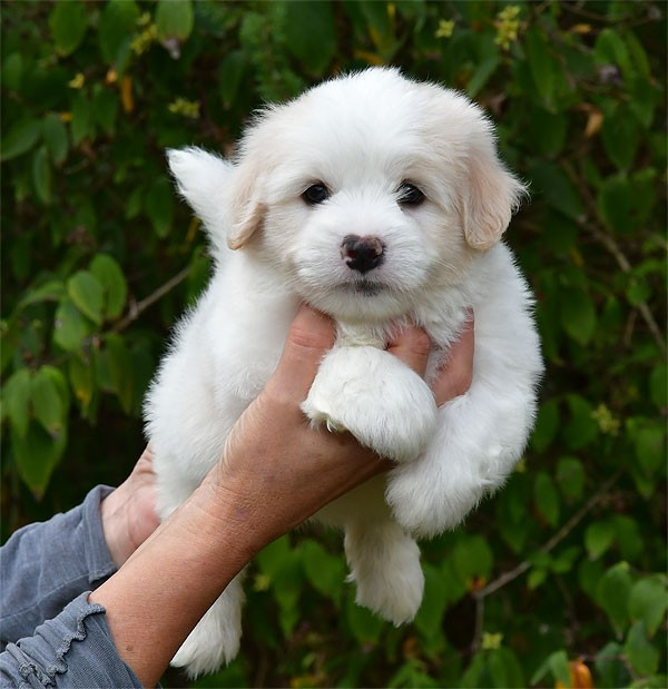 de dame nature - Coton de Tulear - Portée née le 11/08/2026