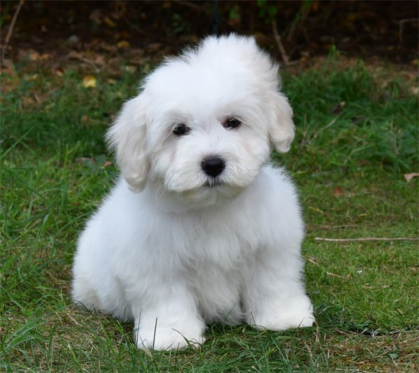 de dame nature - Coton de Tulear - Portée née le 13/07/2026