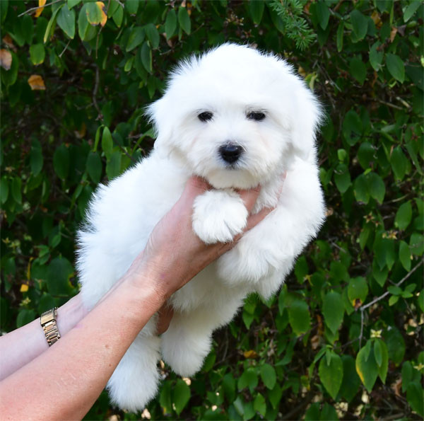 de dame nature - Chiots disponibles - Coton de Tulear