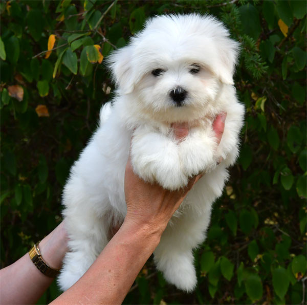 de dame nature - Chiots disponibles - Coton de Tulear