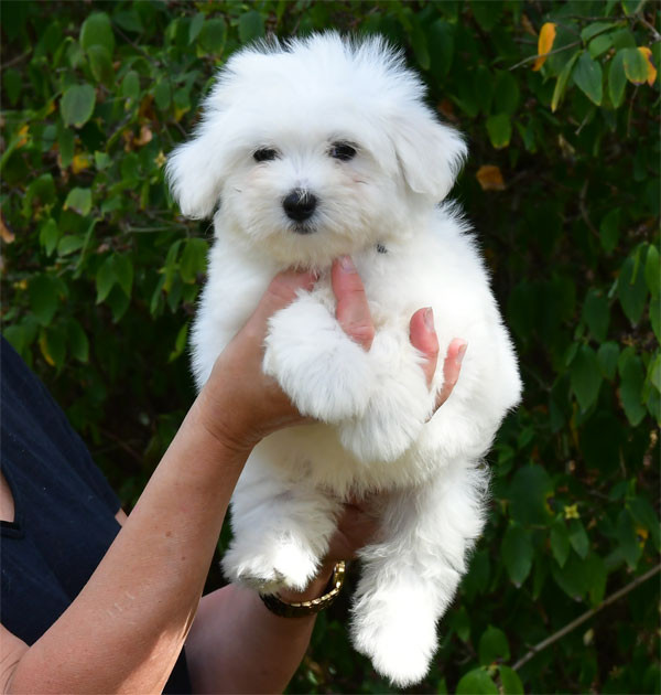 de dame nature - Chiots disponibles - Coton de Tulear