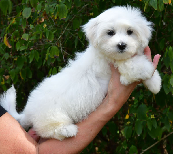 de dame nature - Chiots disponibles - Coton de Tulear