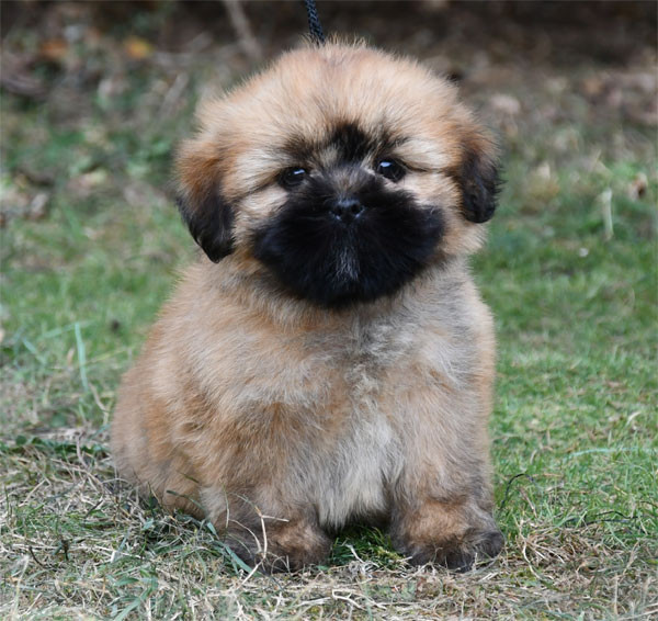 de dame nature - Chiots disponibles - Lhassa Apso
