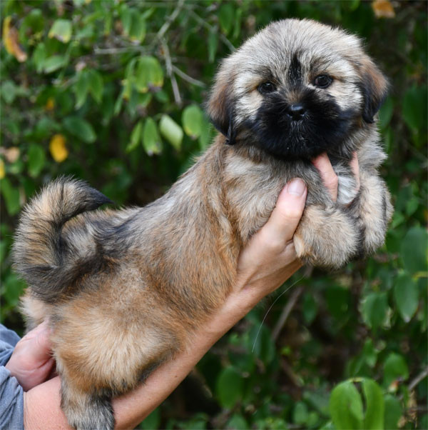 de dame nature - Chiots disponibles - Lhassa Apso
