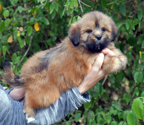de dame nature - Chiots disponibles - Lhassa Apso
