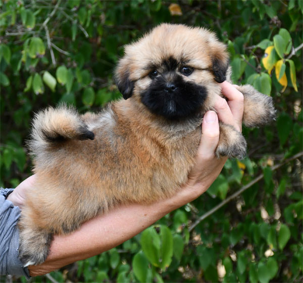 Chiot Lhassa Apso de dame nature