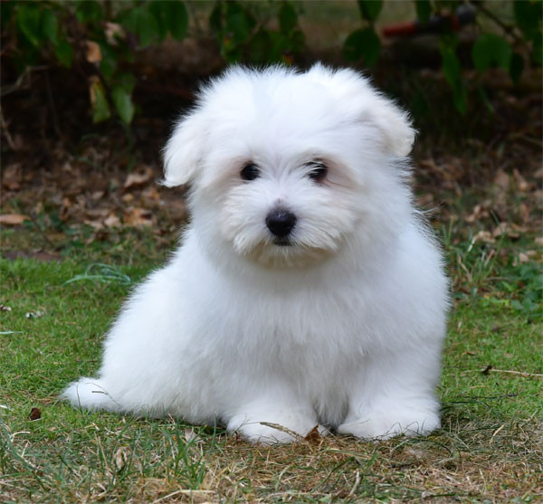 de dame nature - Chiots disponibles - Coton de Tulear