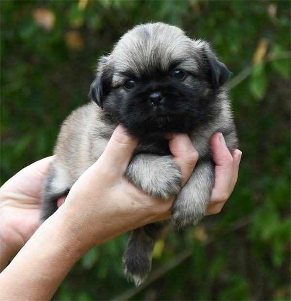de dame nature - Chiots disponibles - Epagneul tibetain