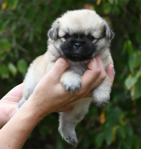 de dame nature - Chiots disponibles - Epagneul tibetain