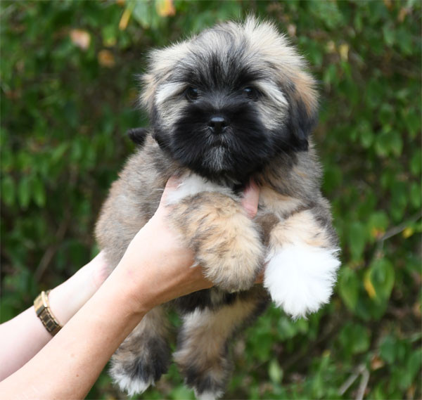de dame nature - Chiots disponibles - Lhassa Apso