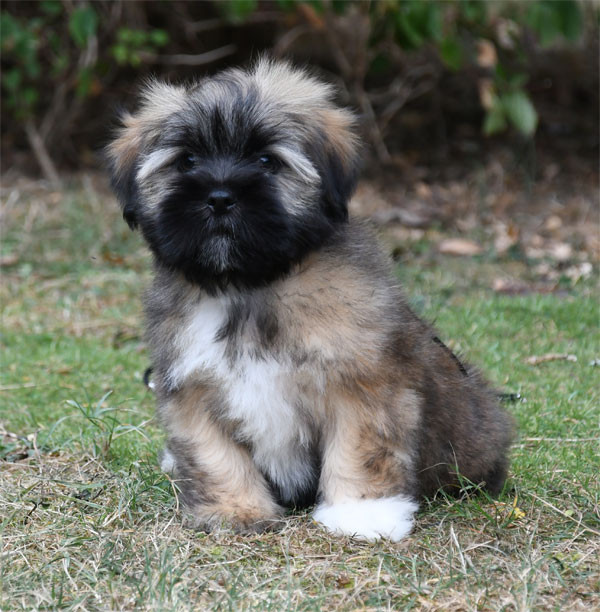 de dame nature - Lhassa Apso - Portée née le 15/07/2026
