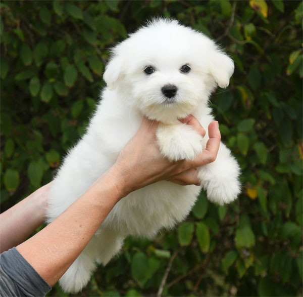 de dame nature - Chiots disponibles - Coton de Tulear