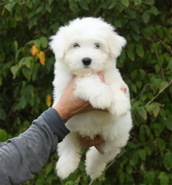 de dame nature - Chiots disponibles - Coton de Tulear