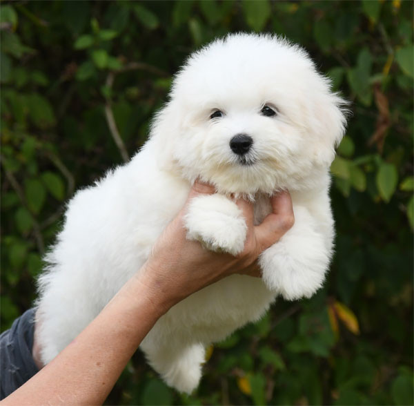 de dame nature - Chiots disponibles - Coton de Tulear
